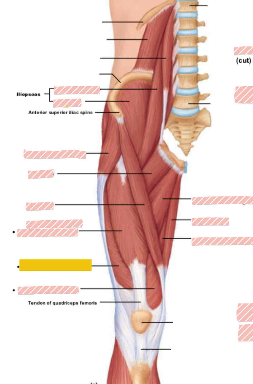 <p><span>Anterior leg (above knee)</span></p>