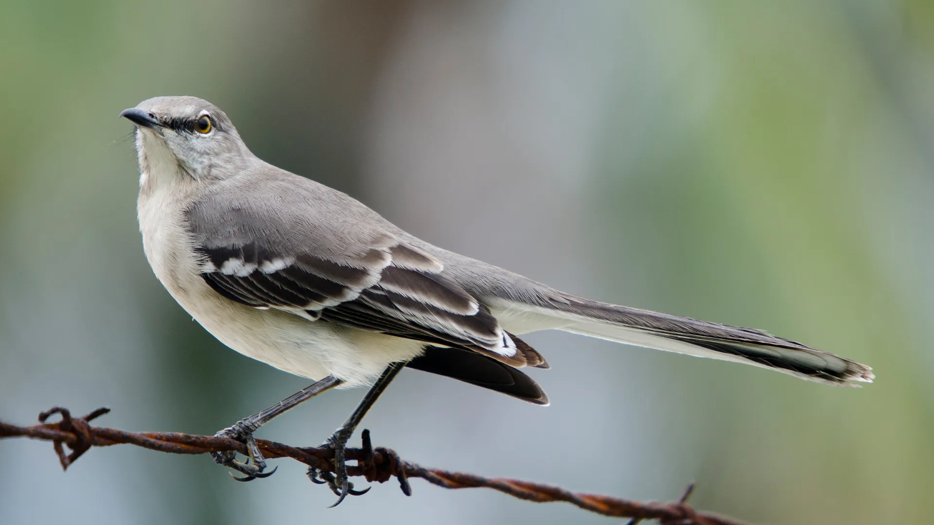 <p>Identify the specimen (common name only)</p>