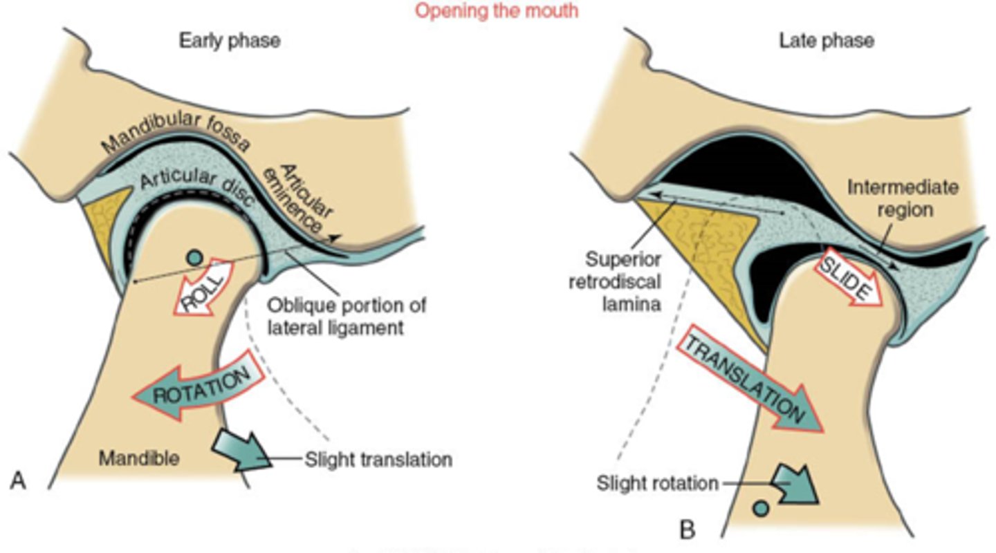 <p>1) Rotation = lower joint space</p><p>mandibular condyles rolls on inferior surface of disc </p><p>= first &lt; 50% of opening</p><p>2) Translation = upper joint space</p><p>condyle AND disc slide together</p><p>= added to rotation during last 50+% for full opening.</p><p>TMJ elevation (closing) = reverse order.</p><p>TMJ protrusion and retrusion</p><p>= all translation of condyle-disc complex.</p><p>TMJ lateral deviation</p><p>= mostly translation of condyle-disc complex </p><p>+ some multiplane rotation (mostly horizontal plane)</p>