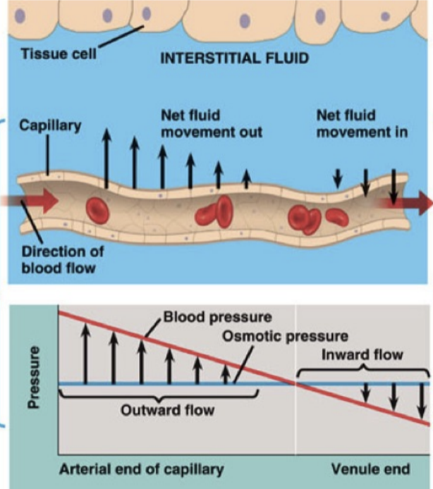 <p> is less than osmotic pressure and fluid flows from interstitial fluid in the capillary</p>