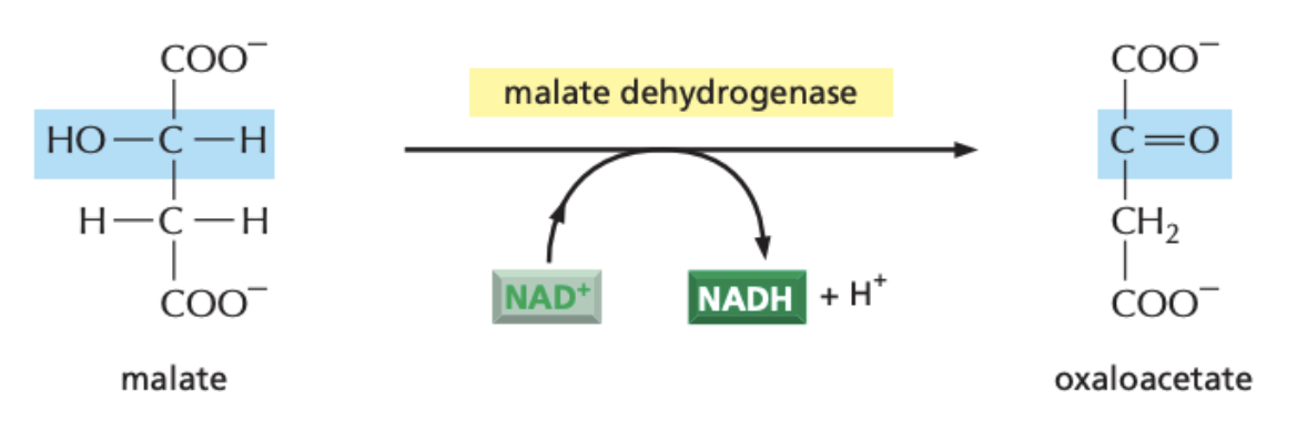 malate dehydrogenase uses NAD+ to convert hydroxyl group of malate to a carbonyl group thus regenerating oxaloacetate and completing the cycle