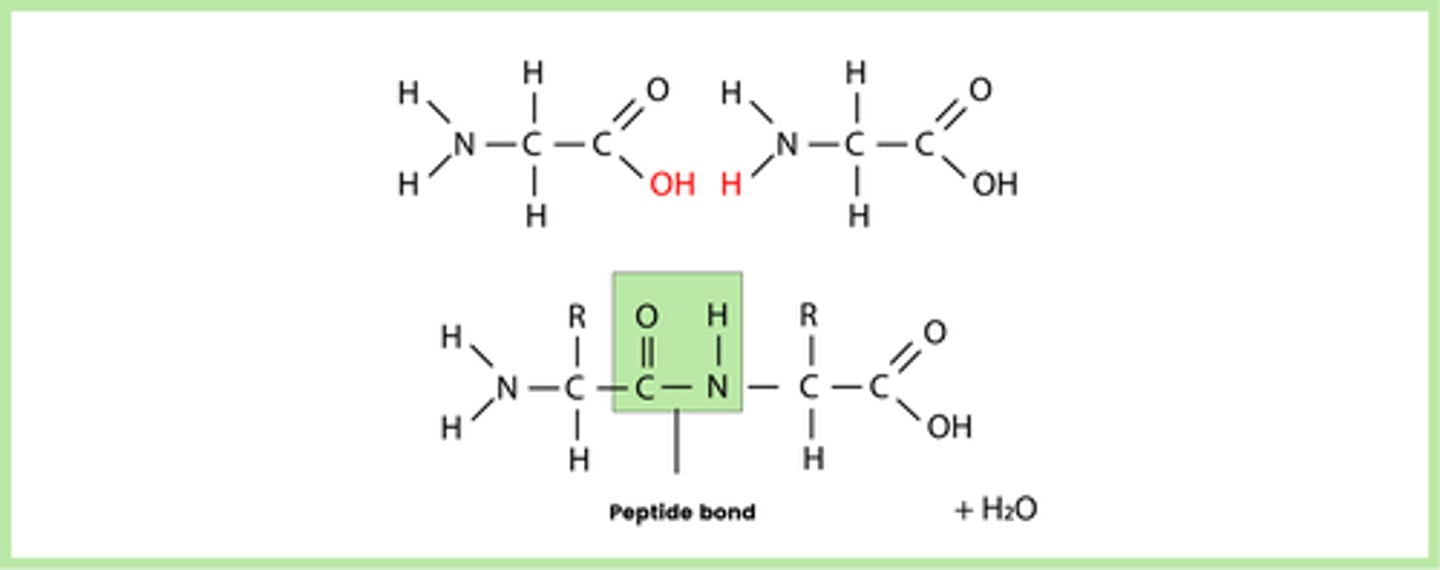 <p>Note: AQA may ask you to draw a dipeptide (like this) or a short 3 amino acid chain polypeptide</p>