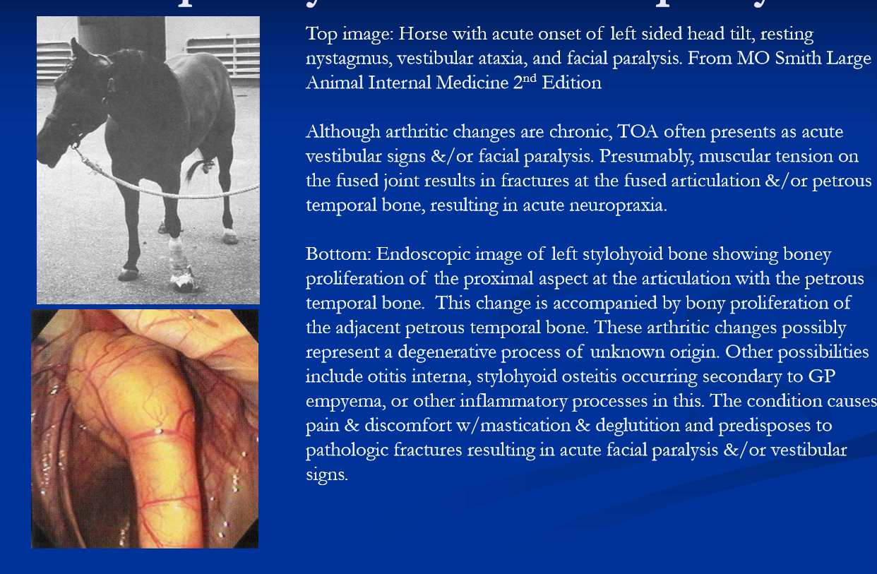 <ul><li><p><strong>bony proliferation, enlargement and sclerosis of the temporohyoid articulation and adjacent bone </strong></p><ul><li><p>periosteal reaction involving stylohyoid bone, petrous temporal bone and tympanic bulla </p></li><li><p>end result is <strong>fusion of the temporohyoid articulation, </strong>stenosis of external ear canal, obliteration of tympanic bulla </p></li></ul></li><li><p>cause is incompletely understood; possibilities include: </p><ul><li><p>chronic changes initiated by otitis media, maybe GP disease </p></li><li><p>cribbing </p></li><li><p>or maybe a primary degenerative process </p></li></ul></li><li><p>progressive bony changes and ultimate fusion of the joint results in </p><ul><li><p>signs of <strong>discomfort </strong>such as difficulty with <strong>mastication, rubbing the head on the affected side, head-shaking </strong></p></li><li><p><strong>**spontaenous fracture of the petrous temporal bone </strong></p><ul><li><p>due to tension on the fused articulation from muscle contractions of the tongue, pharynx and neck </p></li></ul></li></ul></li><li><p>fx results in <strong>acute vestibular ataxia and or facial paralysis </strong></p></li><li><p>signs and lesions are most often unilateral ,although up to 20% have bilateral bony changes </p></li></ul><p></p>