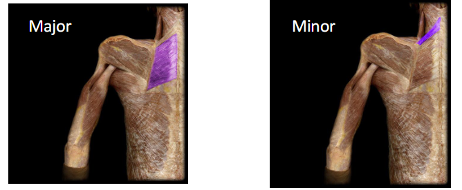 <p>Actions: Scapular retraction and stabilizes scapula against thoracic cage</p>