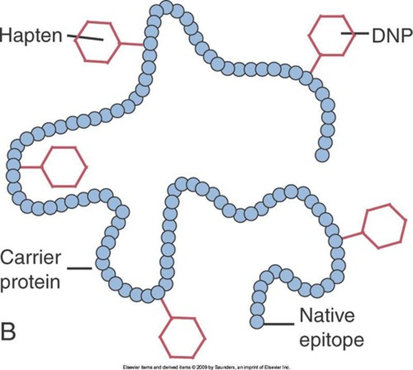 <p>Haptens are small molecules that are too small to be processed and presented to the immune system.</p>
