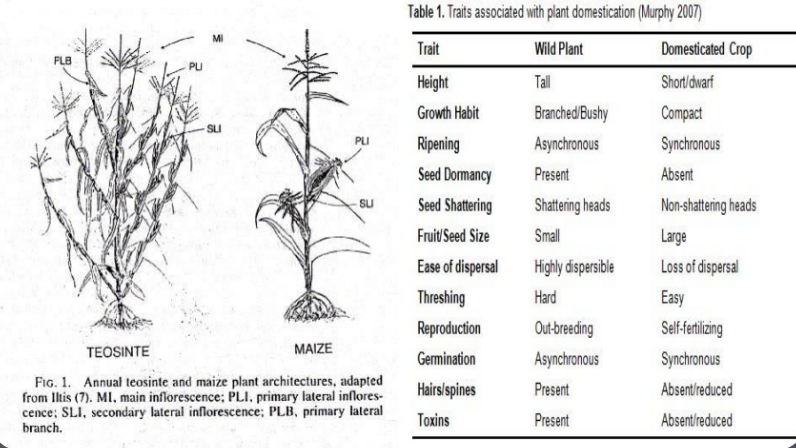 <p>What is the domestication syndrome?</p>