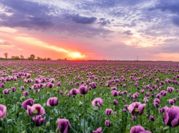 <p>Texture Gradient</p>