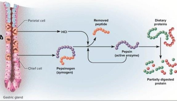 <p>How is digestion and absorption enabled by pepsin? </p>