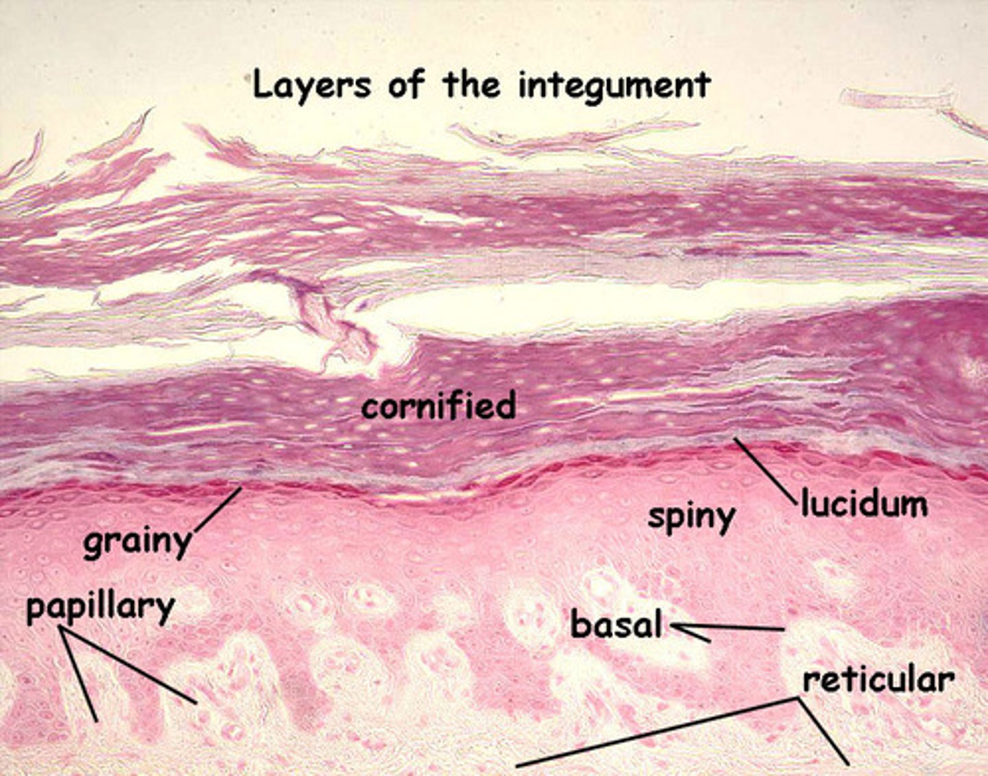 <p>palms, fingertips, soles of feet</p>