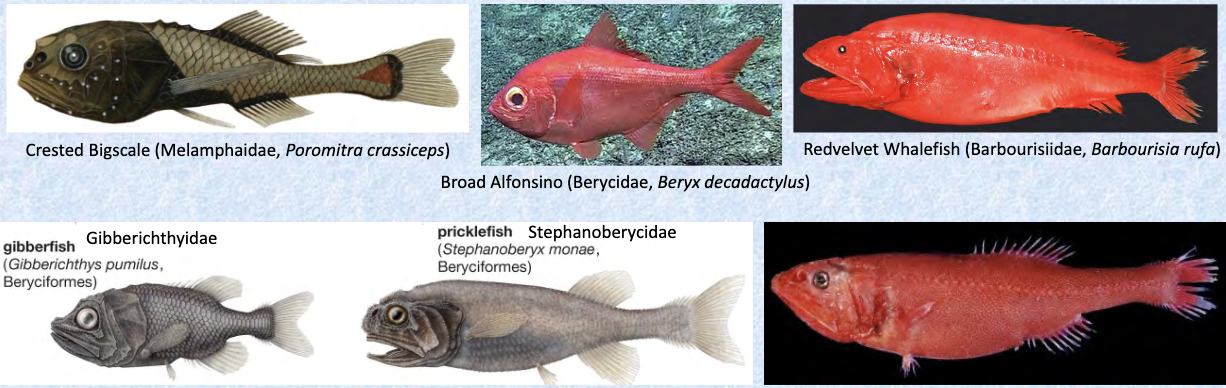 <p>bigscales, alfonsinos, whalefishes, gibberfishes, pricklefishes</p><p></p><p>Key traits:</p><ul><li><p>104 spp</p></li><li><p>global tropical temperate, mostly deep sea, planktivores and carnivores</p></li><li><p>weak/absent fish spines, reduced centoid like scales, some have photophoresglobal temperate marine, pelvics below&nbsp;or in front of pectorals (or absent), no spines, scales usually cycloid, maxilla excluded from gape, swim bladder physoclistic (not connected to the digestive tract)</p></li></ul><p></p>