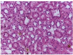<p>what tissue is this?</p>