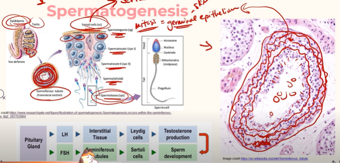 <p><strong><em>Spermatogonia</em></strong> are a type of stem cell found on the outside of <strong>Seminiferous Tubules</strong>, which are constantly going through <strong><mark data-color="#ca096b" style="background-color: #ca096b; color: inherit"><u>Mitosis</u></mark></strong>.<br><br>Because <strong><em>Spermatogonia</em></strong> are constantly dividing through <strong><mark data-color="#ca096b" style="background-color: #ca096b; color: inherit"><u>Mitosis</u></mark></strong>, there is a constant supply of them that can be differentiated into sperm cells.<br><br><strong><em>Spermatogonia</em></strong> will eventually engage in <strong><mark data-color="#ca096b" style="background-color: #ca096b; color: inherit"><u>Meiosis</u></mark></strong> to produce gametes (sperm), as the end product.<br><br>Once Spermatogonia start undergoing <strong><mark data-color="#ca096b" style="background-color: #ca096b; color: inherit"><u>Meiosis I</u></mark></strong>, they are known as <strong><em><u>Spermatocytes I</u></em></strong>, then once they go through <strong><mark data-color="#ca096b" style="background-color: #ca096b; color: inherit"><u>Meiosis II</u></mark></strong>, they are known as <strong><em><u>Spermatocytes II</u></em></strong>, and by the time <strong><mark data-color="#ca096b" style="background-color: #ca096b; color: inherit"><u>Meiosis</u></mark></strong> is fully complete, they are called <strong><em><u>Spermatids</u></em></strong>. <br><br>Once the Spermatids are actually released out of the cells, they are now known as <strong><em><u>Sperm</u></em></strong>! And they travel to the Epididymis to be stored.<br></p>