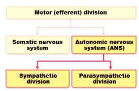 <p>2 divisions of autonomic nervous system</p>