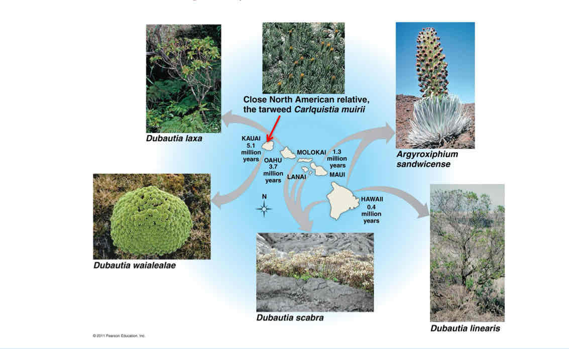 <p>Adaptive Radiation </p>