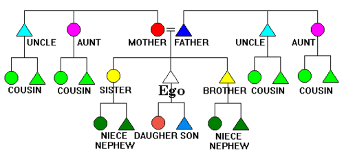 <p>(n) mối quan hệ họ hàng</p>