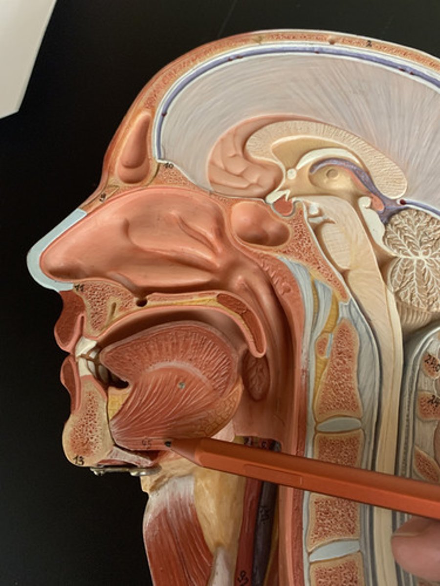 <p>O: mandible</p><p>I: body of hyoid</p><p>A: protracts hyoid</p><p>Inn: Hypoglossal nerve (CN XII), C1</p>