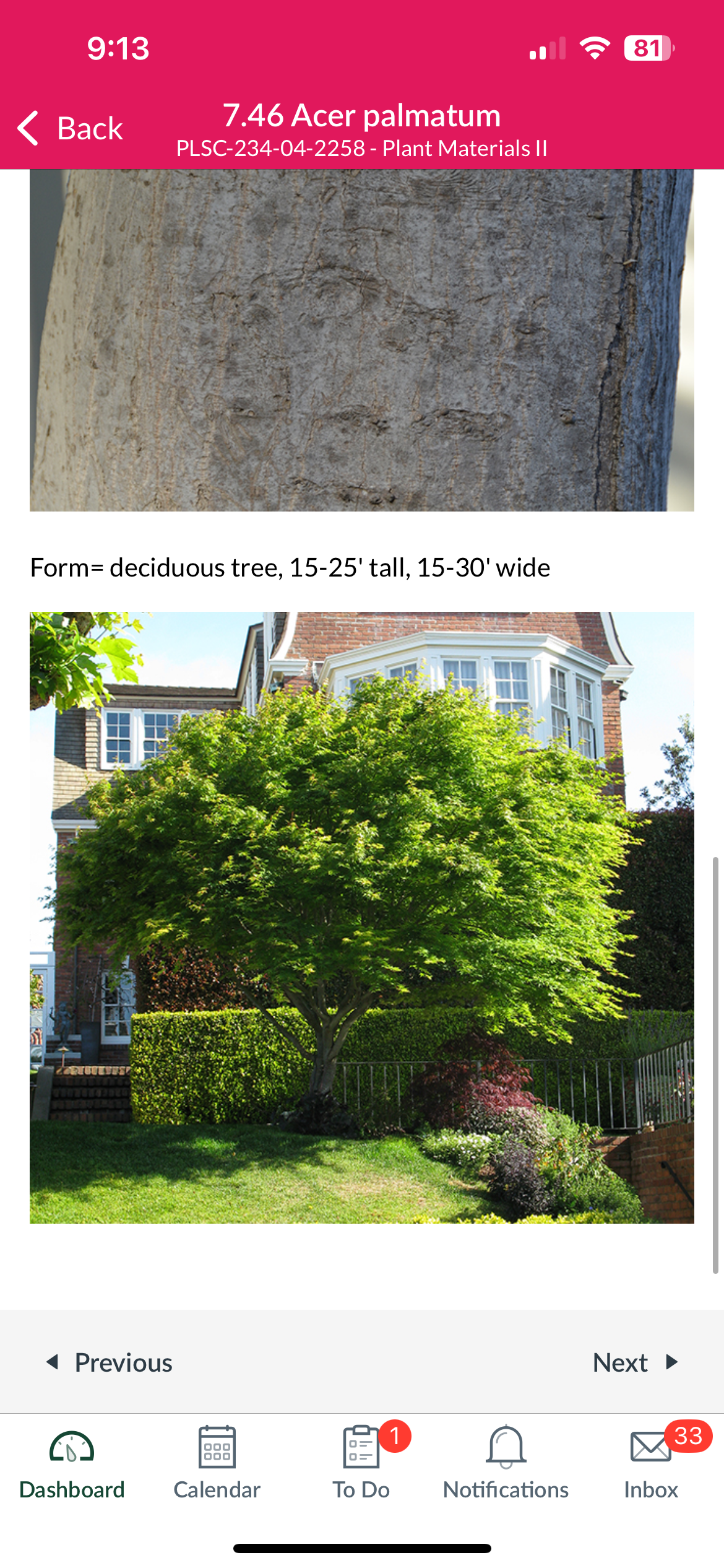 <p>Japanese maple</p>