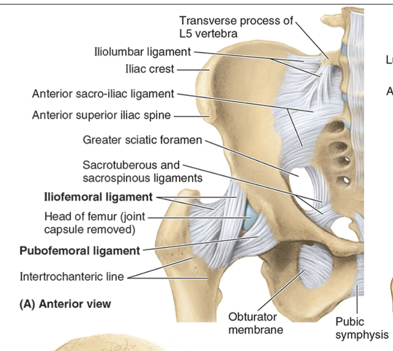<ul><li><p>limits abduction and extension</p></li><li><p>pubis to fibrous capsule</p></li><li><p>reinforces inferiorly and anteriorly</p></li></ul><p></p>