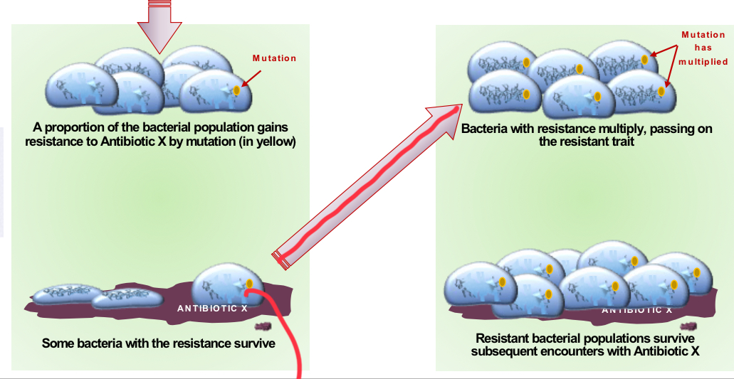 <p>A proportion of bacterial population gains resistence to antibiotic X by mutation, some bacteria with resistance survive. Then they multiply passing on resistance, which survives subsequent encounters with antibiotic X.</p>