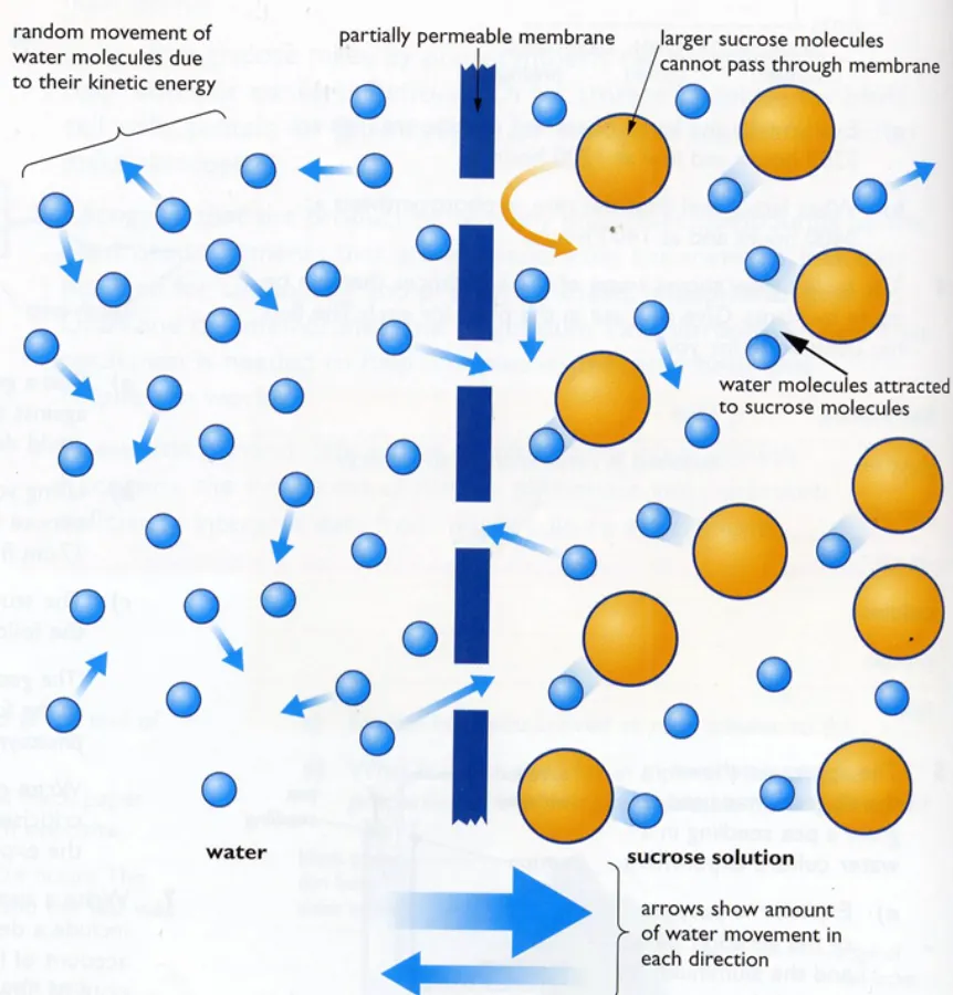 <ul><li><p>Net movement of water molecules from a region of higher water potential (dilute solution) to a region of lower water potential (concentrated solution), through a partially permeable membrane</p></li></ul><p></p>