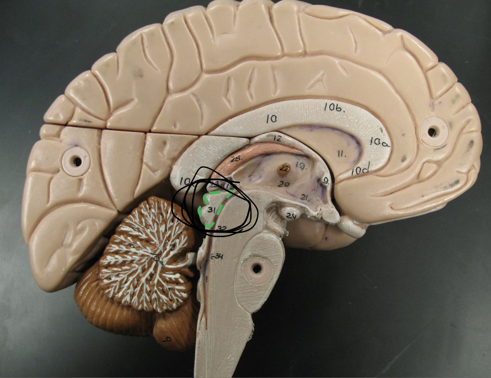<p>What are the 4 bulges posterior from the tectum called? (You only see 2 because this is a sagittal section.) </p>