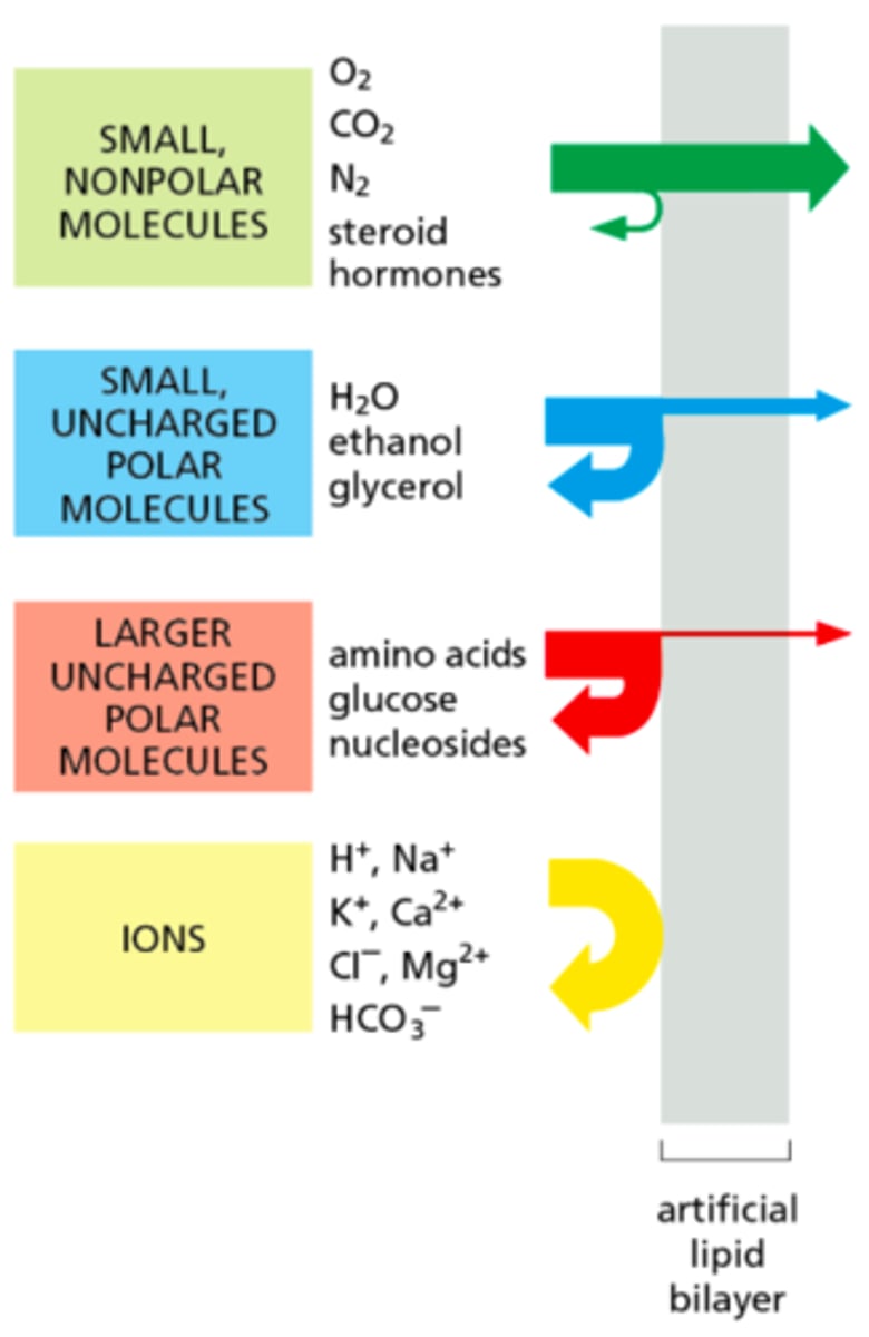 <p>Substances that can freely pass through the cell membrane</p>