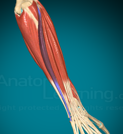 <p>What does the Extensor Carpi Ulnaris do?</p>