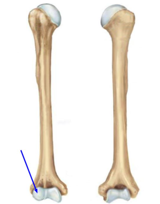 The rounded lateral condyle indicated in the figure is the