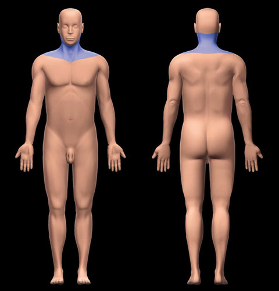 <p>pertaining to the neck</p>