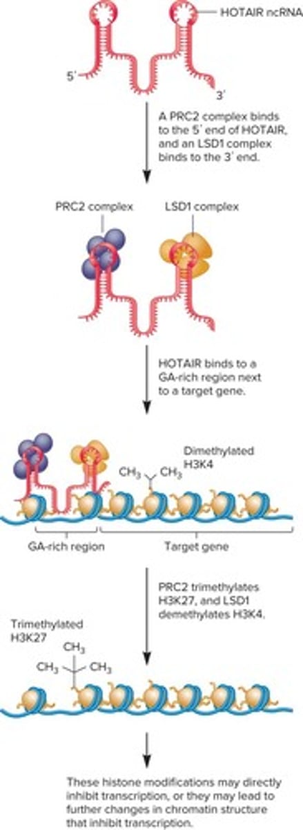 <p>ncRNA that alters chromatin structure.</p>