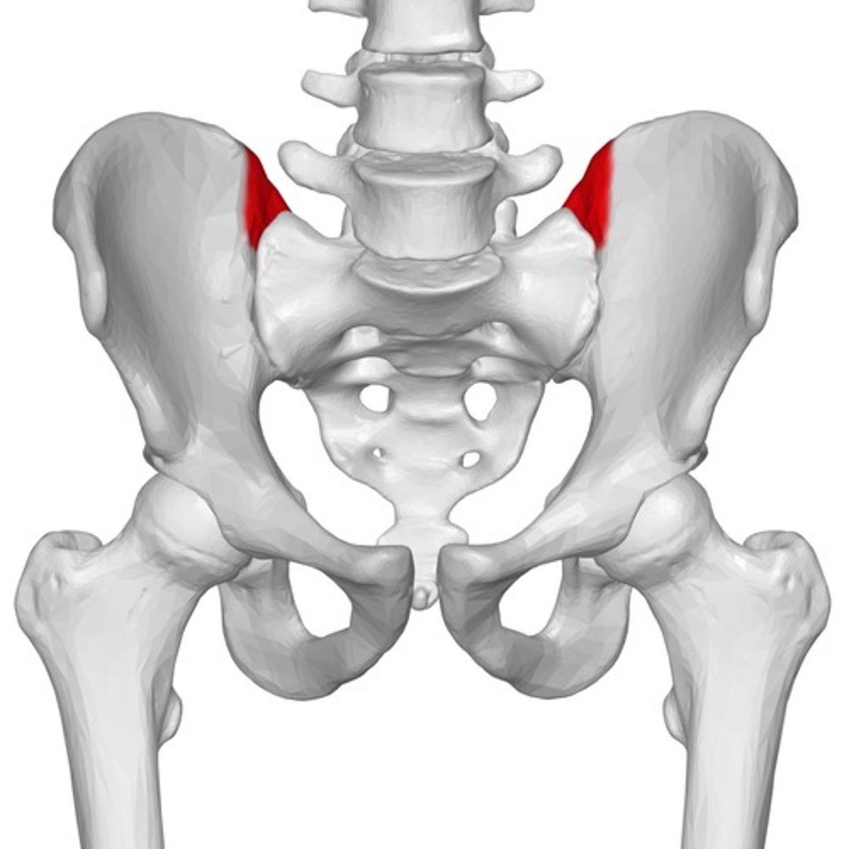 <p>What does the Iliac tuberosity of the ilium form? </p>