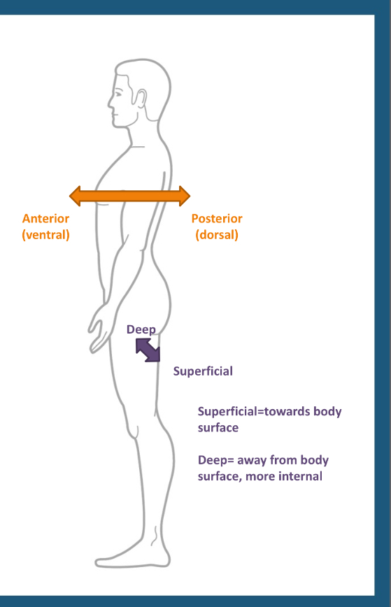 <p>Away from the surface/move internal</p>