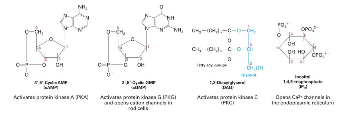 <ul><li><p>Ligands (first messengers) trigger changes in levels of low-molecular-weight <strong>second messengers</strong></p></li><li><p>Second messengers are <strong>small molecules</strong> (e.g., <strong>Ca²⁺, cAMP, cGMP, DAG, IP₃</strong>)</p></li><li><p>They <strong>bind to proteins</strong> and <strong>alter their activity</strong> to propagate the signal</p></li></ul><p></p>