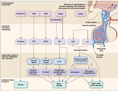 <p>Hormones are created by the hypothalamus and secreted by the pituitary gland.</p><p>Pituitary gland is separated into two sections</p><ul><li><p>Posterior pituitary: Secretes neurohormones vasopressin and oxytocin</p><ul><li><p>Neurohormone made in hypothalamus → packaged into neuron cell body → transported down the cell → stored in posterior pituitary → secreted into blood stream.</p></li></ul></li><li><p>Anterior pituitary: Secretes endocrine hormones prolactin, thyrotropin, adrenocorticotropin, growth hormone, FSH, and LH.</p><ul><li><p>Neurohormones made in neurons of hypothalamus → released into portal system capillaries → portal veins carry to anterior pituitary → act on endocrine cells → endocrine cell secretes peptide hormones into bloodstream → </p></li><li><p>Prolactin goes to boobs and is inhibited by dopamine if secreted by hypothalamus.</p></li><li><p>GHRH can stimulate GH → liver → stimualte insulin life growth factors (IGFs) → other tissues. Can be inhibited by somatostatin.</p></li><li><p>TRH can stimulate TSH → thyroid gland → thyroid hormones → other tissues</p></li><li><p>CRH stimulates ACTH →  adrenal cortex → cortisol → other tissues</p></li><li><p>GnRH stimulates LH and FSH → endocrine cells of ovaries and testes → androgens and estrogen → other tissues or germ cells of gonads. </p></li></ul></li></ul><p></p><p></p>