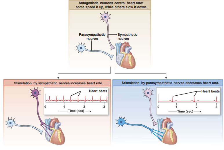 <p>Give an example of a system that is under <strong>antagonistic </strong>control.</p>