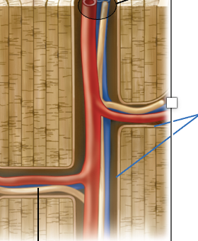 <p>Incomplete cellular layer that lines the canals and internal circumferential lamellae in compact bone</p><p>Contains contains osteoprogenitor cells, osteoblasts, and osteoclasts</p>
