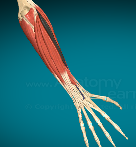 <p>What is this muscle and where is it found?</p>