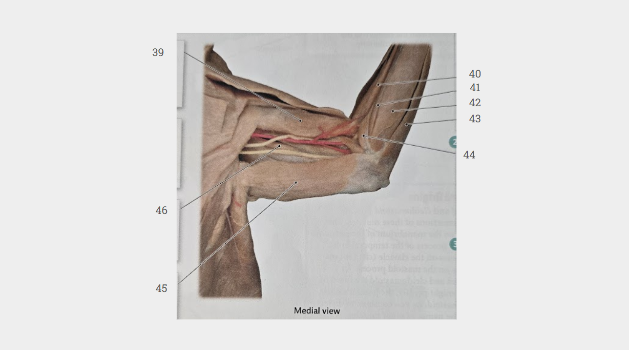 <p>What is labeled 39?</p>