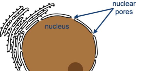 <p>1) Nuclear pores</p><p>2) It allows molecules to enter and leave the nucleus.</p>