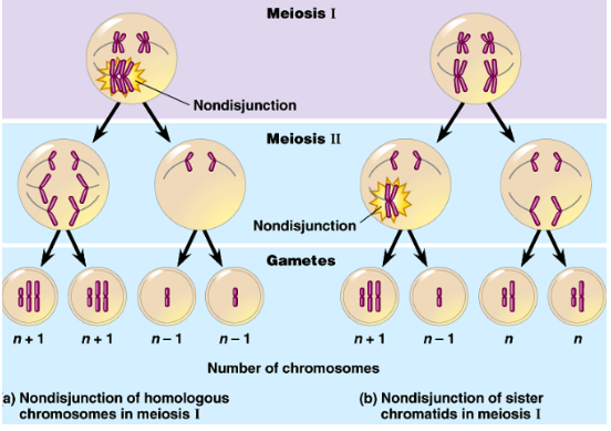 <ul><li><p>Occurs during meiosis I or meiosis II when sister chromatids/homologous chromosomes do not separate properly during anaphase</p></li><li><p>Chromosomes not properly aligned or pulsed apart resulting in extra chromosomes in one cell</p></li><li><p>Examples: Down Syndrome and Klinefelter Syndrome</p></li></ul>