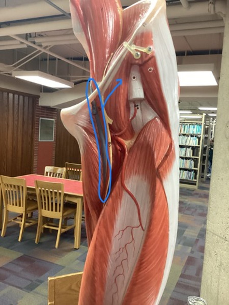 <p>major vein of the thigh that receives blood from the deep femoral and great saphenous vein</p>