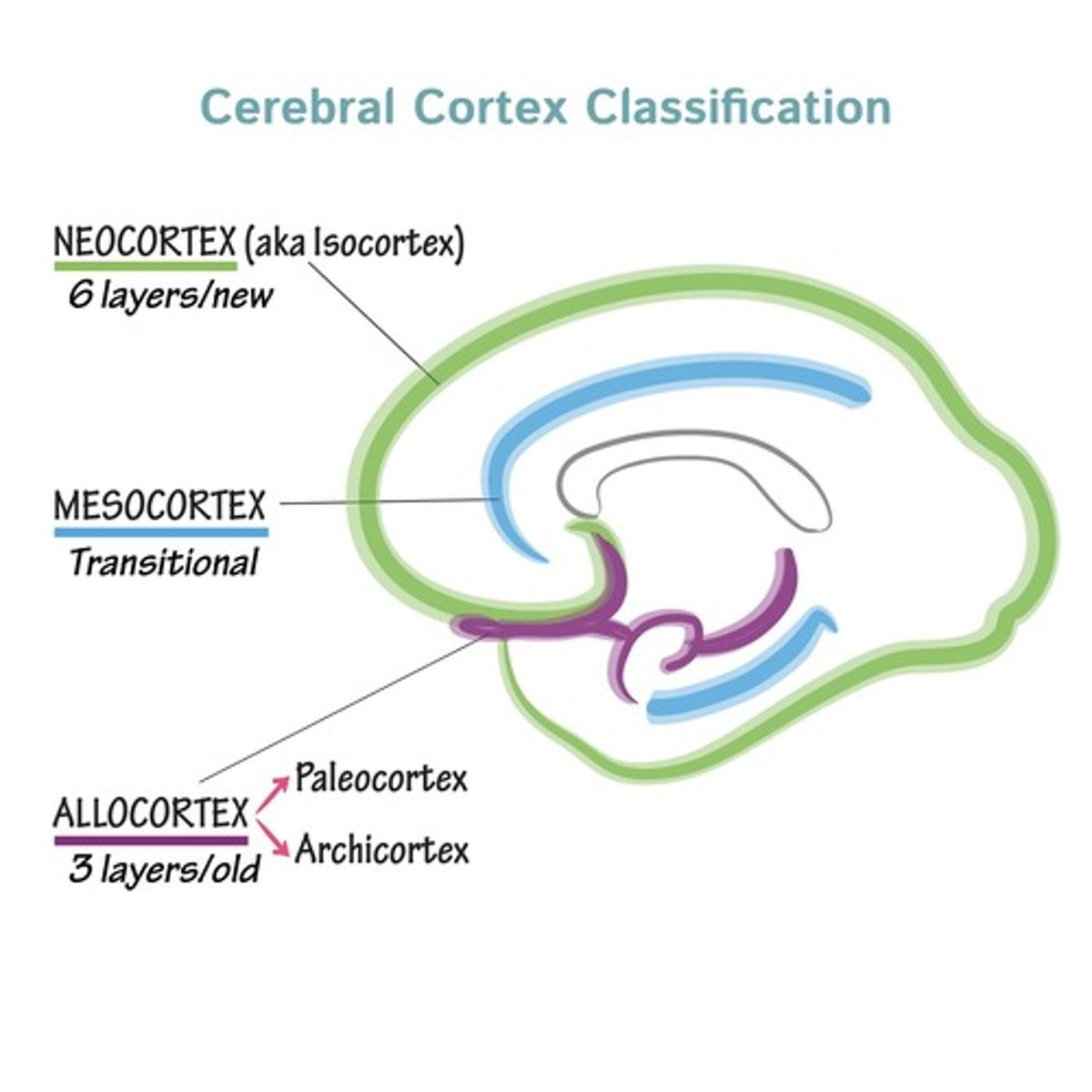 <p>Found in limbic system, fewer layers than isocortex.</p>
