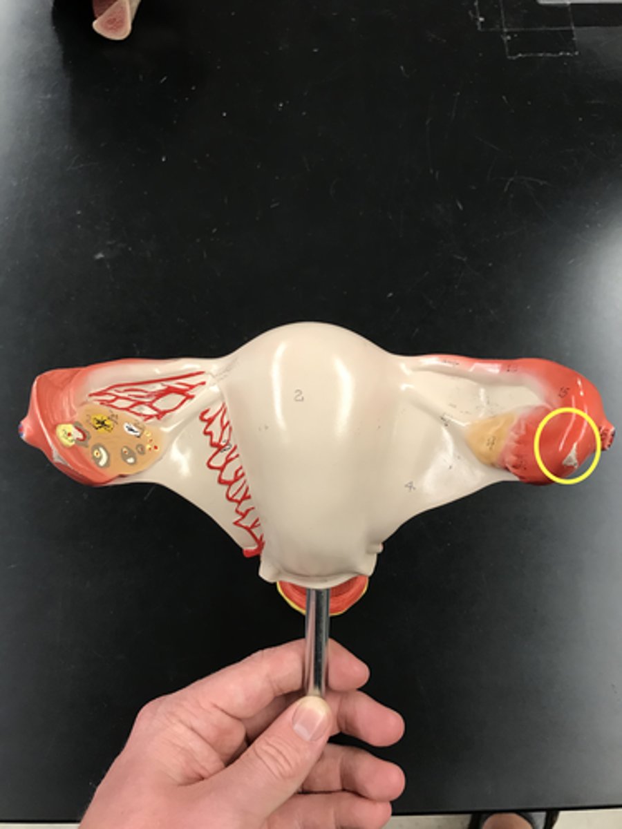 <p>The curved part of the uterine tube right after the fimbrae</p><p>The "wrist"</p>