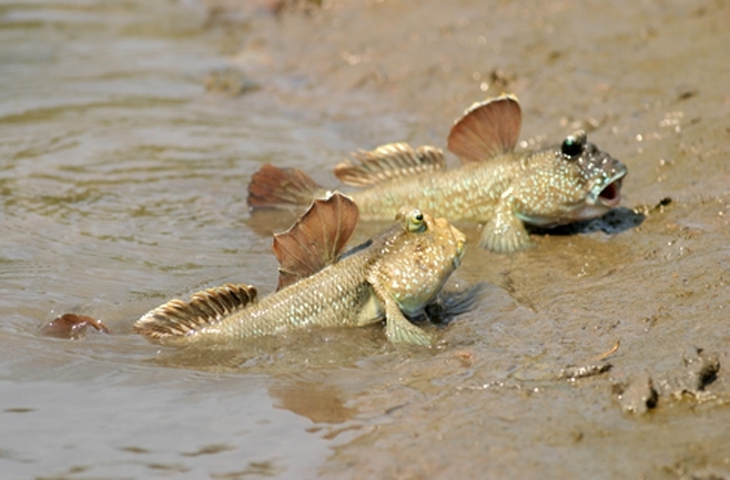 <p>Order Gobiformes</p>