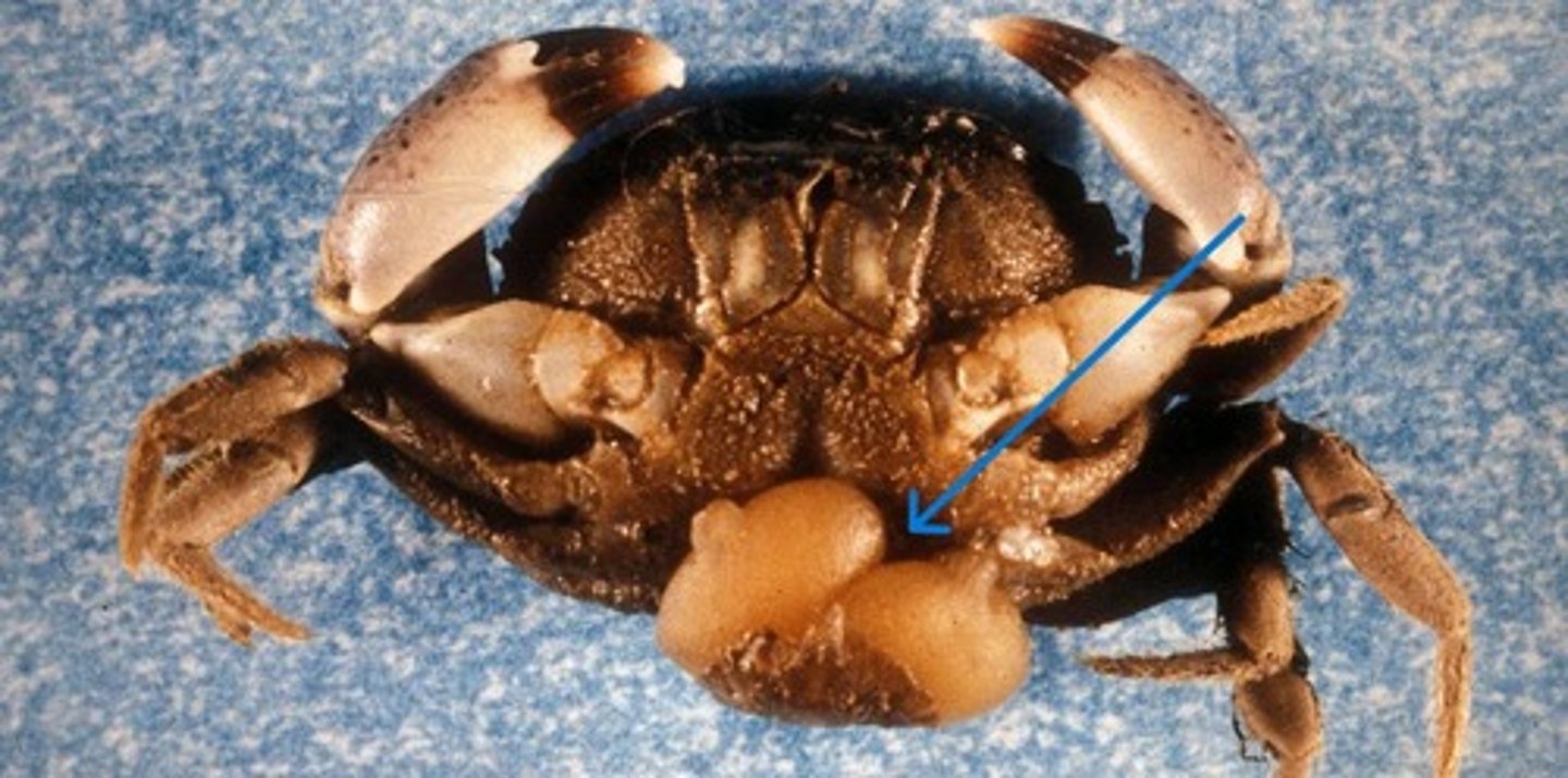<p>What Phylum, Subphylum, Class, Subclass, and Genus is the blue arrow pointing to?</p>