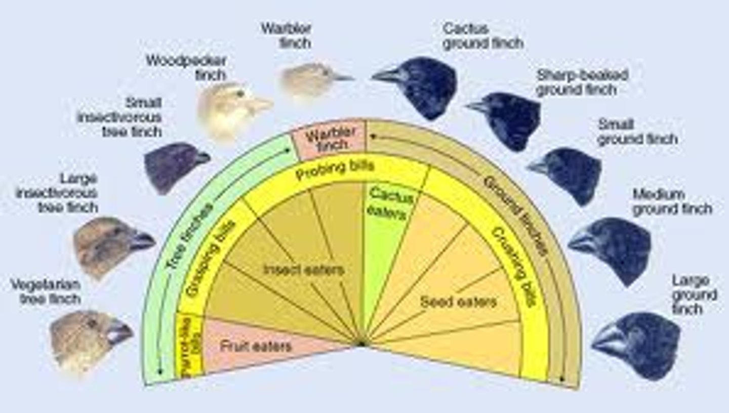 <p>the evolutionary division of a group of organisms into diverse groups over a short period of geologic time<br><br>diversificación evolutiva de un grupo de organismos en diversos grupos en un corto periodo de tiempo</p>