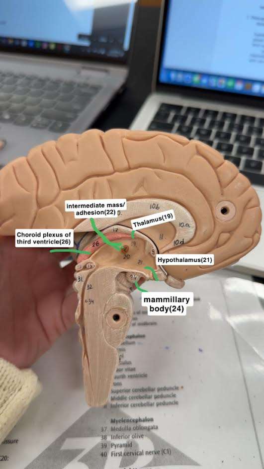 <p>Hypothalamus</p>