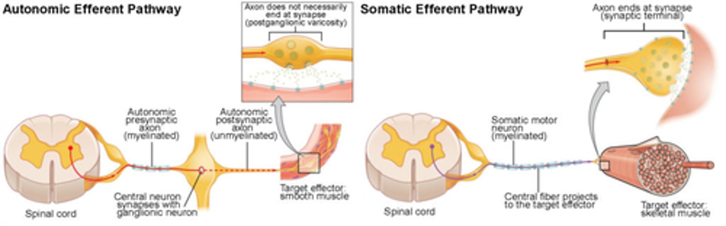 <p>Effector = cardiac m., smooth m., or glands.</p><p>-Involuntary</p><p>-Automatic</p>