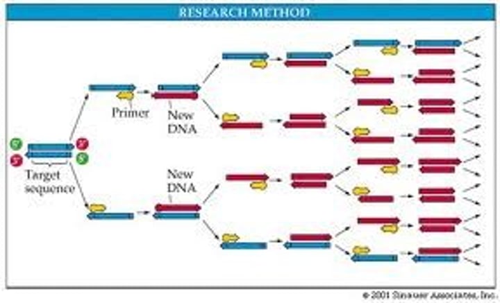 <p>is used to copy and amplify minute quantities of DNA/</p>