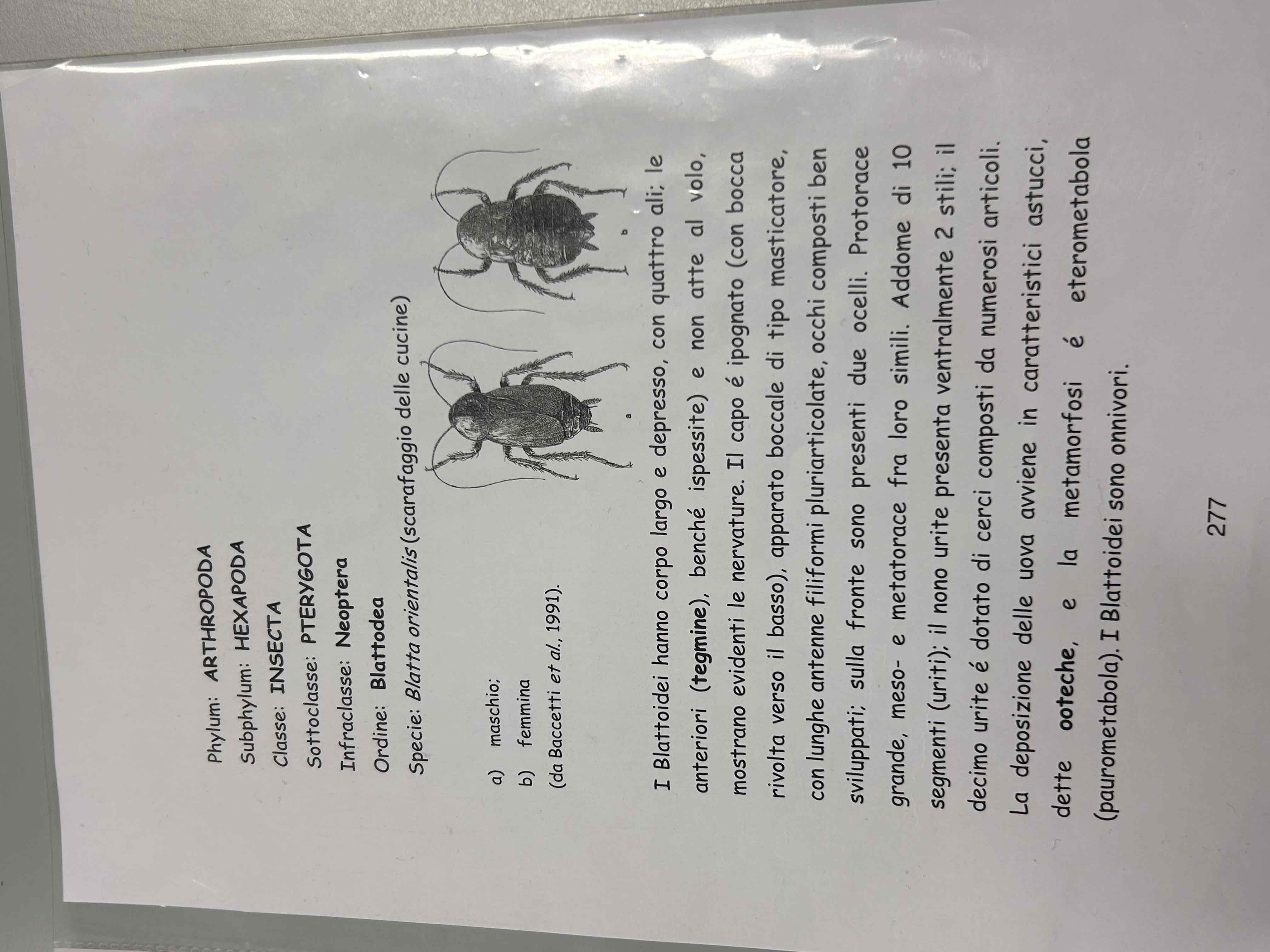 <p>Artropodi</p><p>Esapodi</p><p>Insetti</p><p>Pterygota</p><p>Neoptera</p><p>Eterometaboli</p><p>Blattoidei</p><p>Blatta orientalis </p>